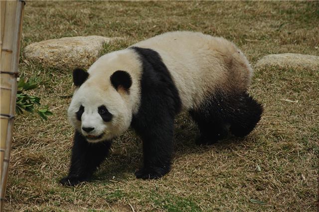 大熊貓
